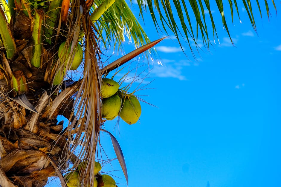 Close-up of a coconut tree with vivid green coconuts against a clear blue sky in a tropical setting.